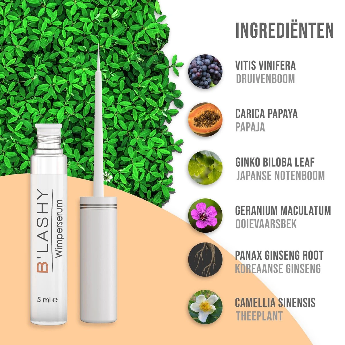 B’LASHY® Wimperserum - Wimper Groeimiddel - Wimper Serum Voor Sterke, Lange En Volle Wimpers - 5 Ml 4 B’LASHY® Wimperserum - Wimper Groeimiddel - Wimper Serum Voor Sterke, Lange En Volle Wimpers - 5 Ml - Afbeelding 2